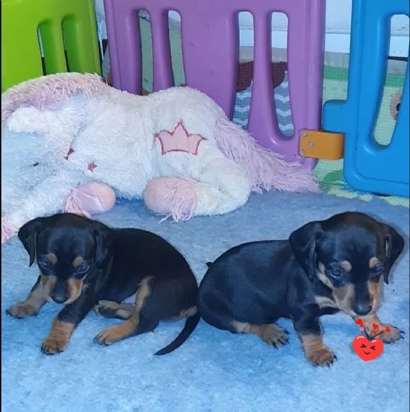 cuccioli bassotti di bassotto tedesco | Foto 3