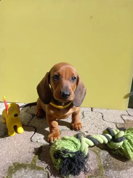 cuccioli bassotti di bassotto tedesco | Foto 1