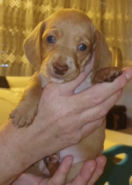 cuccioli bassotti di bassotto tedesco | Foto 0