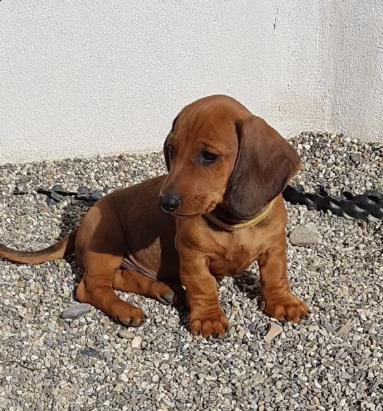 cuccioli bassotti di bassotto tedesco