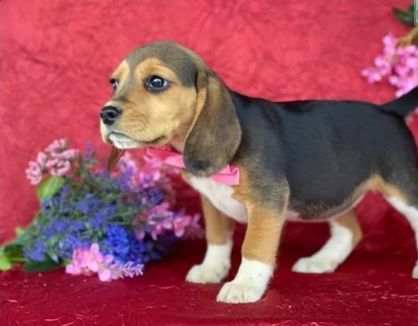  regalo beagle cuccioli meravigliosi ! 