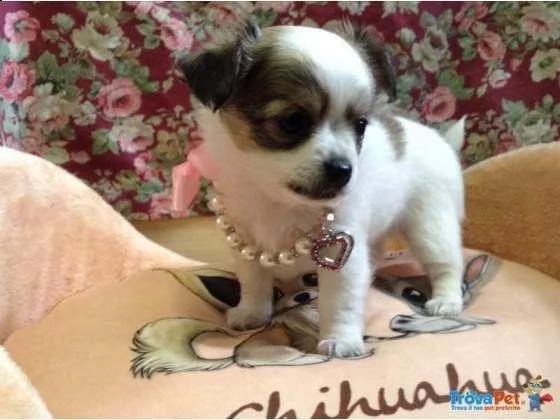 cuccioli di pincher chihuahua