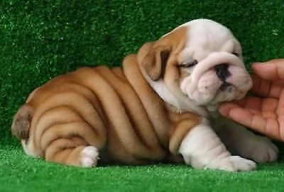 cuccioli di bulldog inglese
