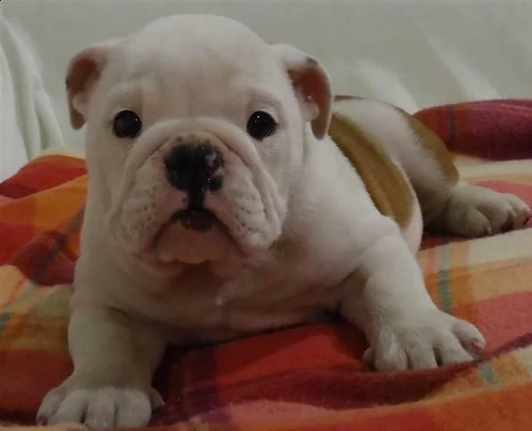 disponibili dei affascinanti cuccioletti di bulldog inglese