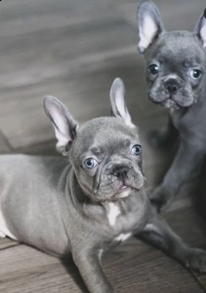 bellissimi cuccioli maschio e femmina bulldog frances