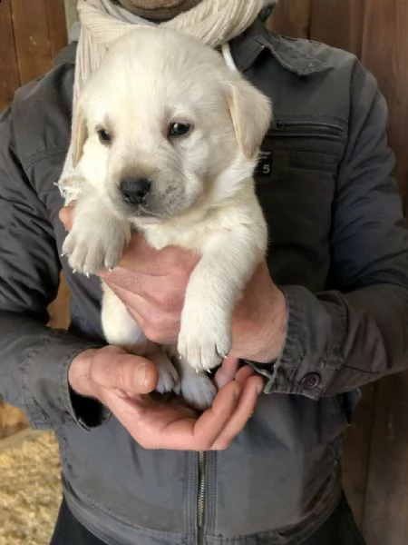 labrador miele neri e marroni con pedigree