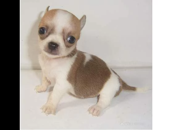 sofisticati cucciolotti di chihuahua,