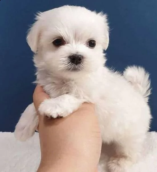 bianchissimi cucciolini maltese | Foto 0