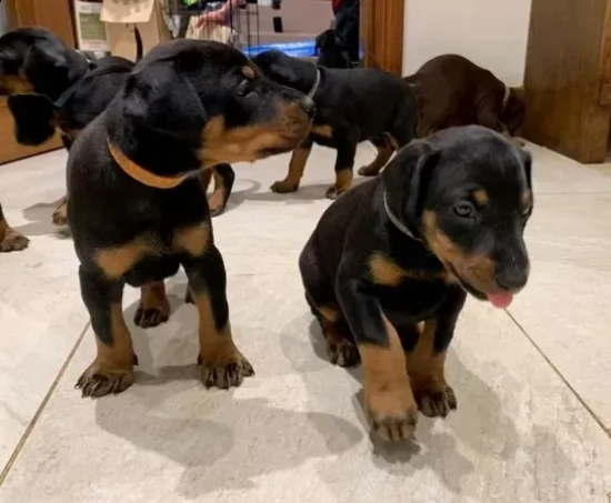 cuccioli di dobermann