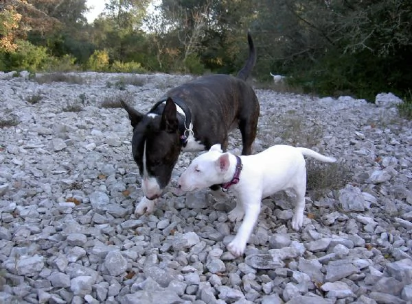 dolci cuccioli di bull terrier disponibili | Foto 0