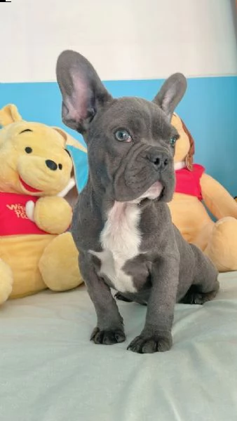 disponibile cucciolo maschio di bulldog francese