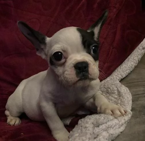 delicatissimi cucciolini di bulldog francese