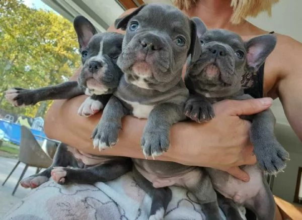 disponibile da subito bellissima cucciola di bouledogue francese
