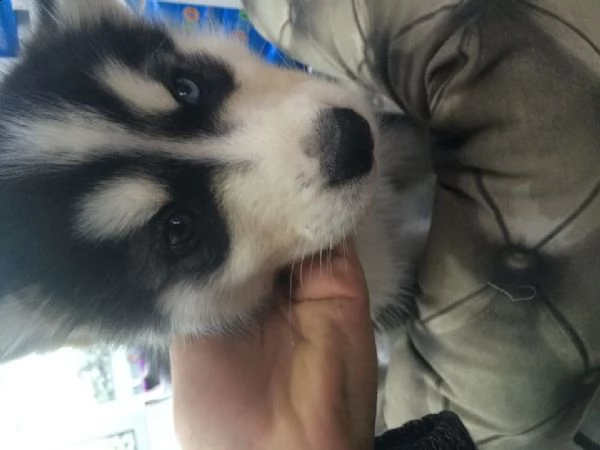 disponiamo di formidabili cuccioletti di husky siberiano