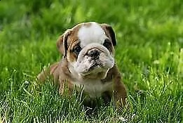 cucciolini di bulldog inglese, che già hanno la prima sverminazione