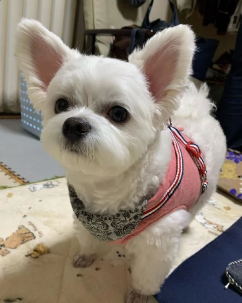 cucceioli di razza maltese nati da genitori sani. tutti i cuccioli sono in ottima salute. sverminati