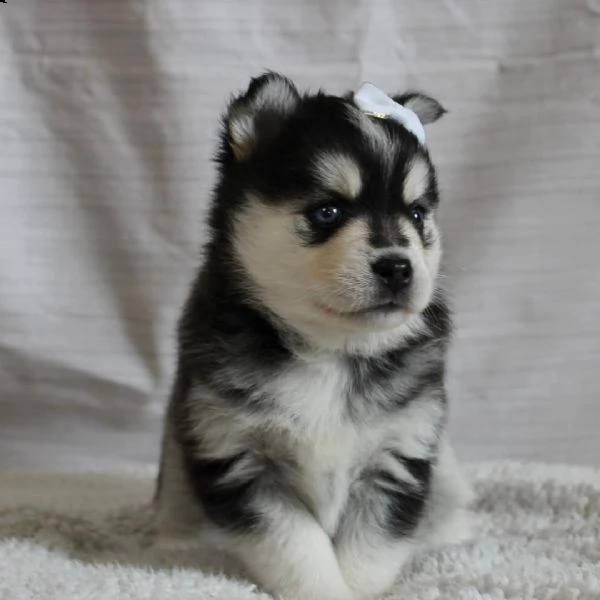 regalo cuccioli di razza siberiano husky consegna con il libretto sanitario,  il michrochip, vaccina