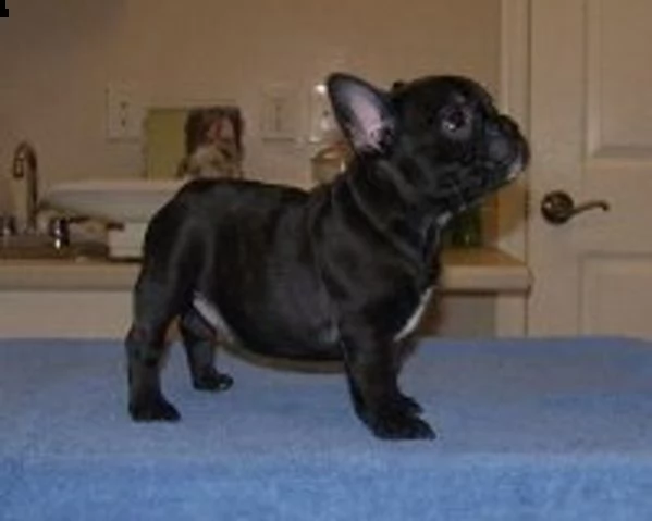 cagnolini socializzati di b.frances