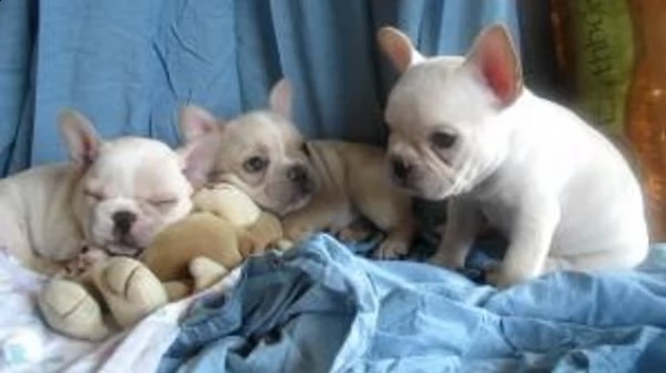 cuccioli di 12 settimane da b.france/