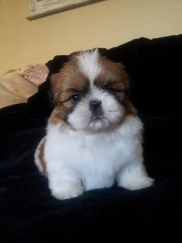 adorabili cuccioli toy shih tzu