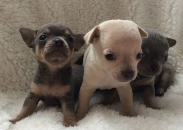cucciolata di mini chihuahua
