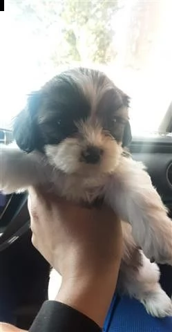 adorabili cuccioli toy shih tzu