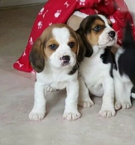 cuccioli di beagle socializzati