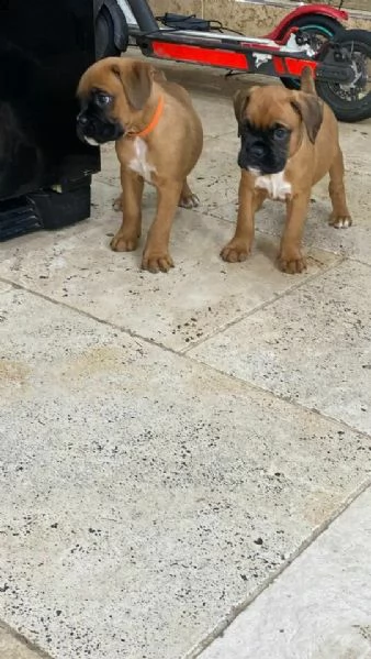 bellissimi cuccioli di boxer di alta genealogia di 90 giorni