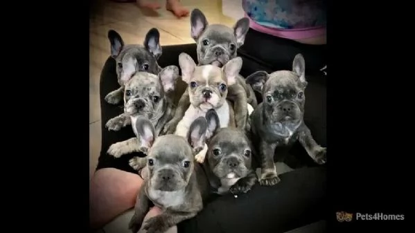 affettuosi cuccioli di bull dog francesemaschi e femmine.