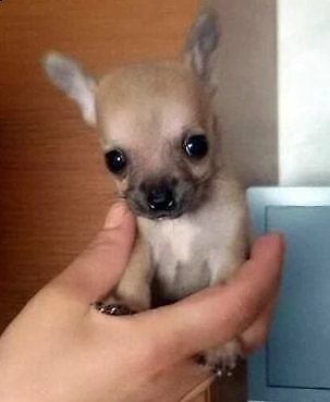 cuccioli di chihuahua toy