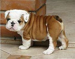 affettuosissimo cucciolo di bull dog inglese 