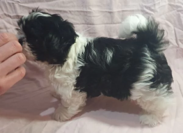fanji shih tzu