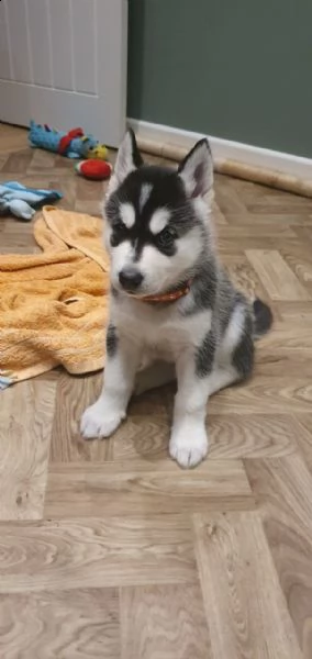 splendido cucciolo di husky siberiano in vendita