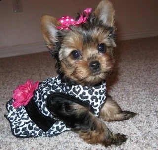 cucciolo yorkshire terrier