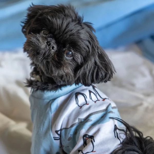 bellissimo cucciolo di shih tzu