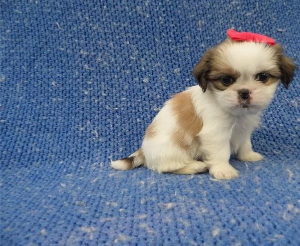 cuccioli di 3 mesi shitzu