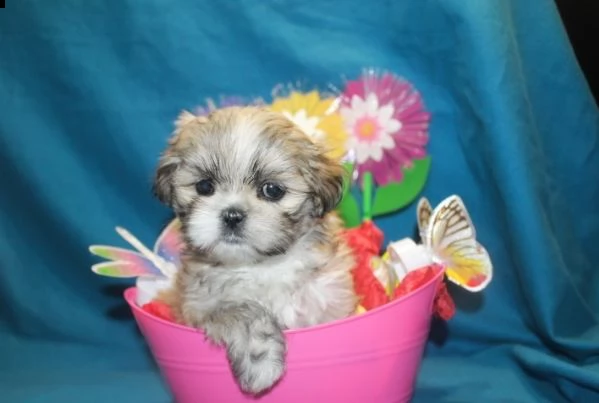 cuccioli di 3 mesi shitzu | Foto 0