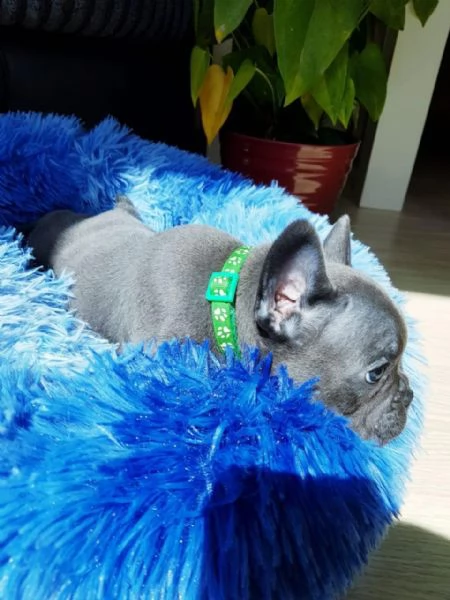 cuccioli bulldog francese | Foto 0