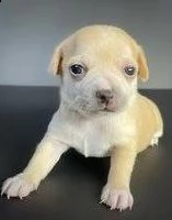 meravigliosi cuccioli di chihuahua toy | Foto 0