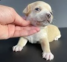 meravigliosi cuccioli di chihuahua toy