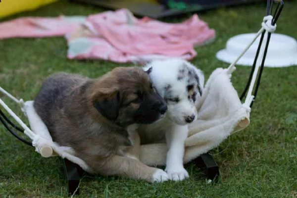 border collie cuccioli introvabili cuccioli di border collie intelligenti e dolcissimi attaccati al 