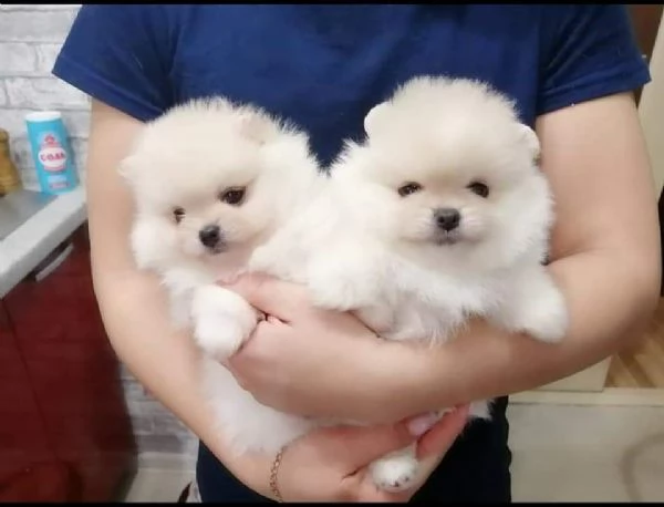 volpino di pomerania toy cuccioli