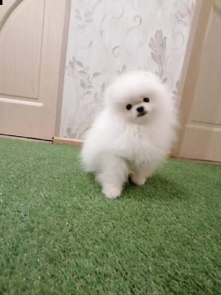 volpino di pomerania toy cuccioli | Foto 2