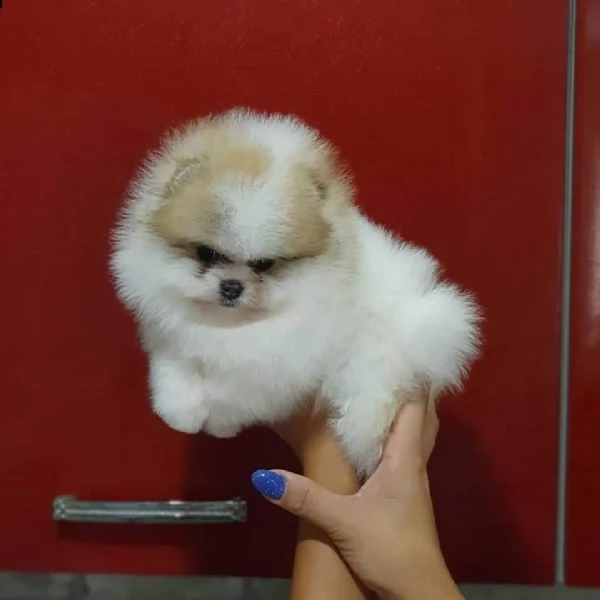 volpino di pomerania toy cuccioli | Foto 1
