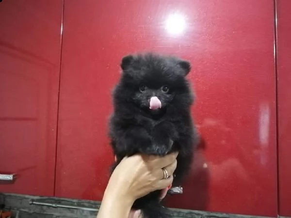 volpino di pomerania toy cuccioli | Foto 0