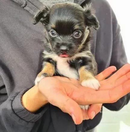 cuccioli di chihuahua