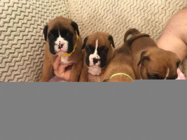 regalo cuccioli di boxer