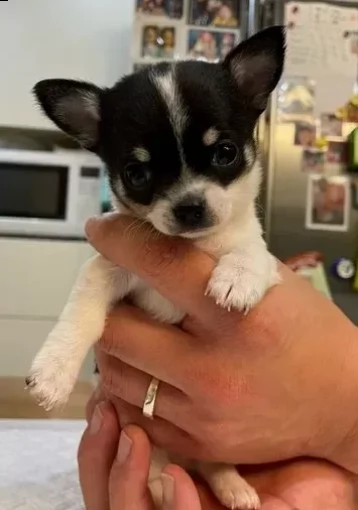 cuccioli di chihuahua