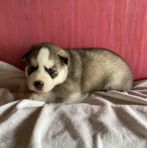 regalo cuccioli siberian husky  maschio e femmina