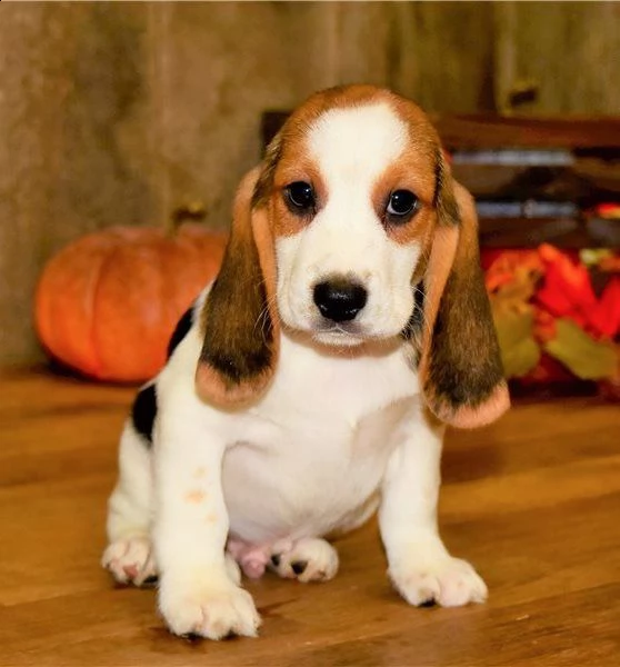 maschi e femmine di beagle